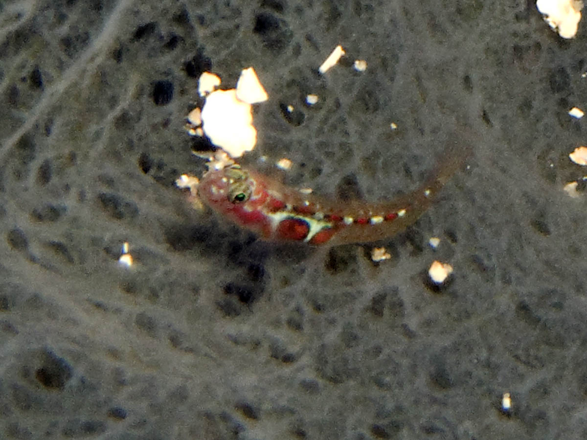 Orangeside goby